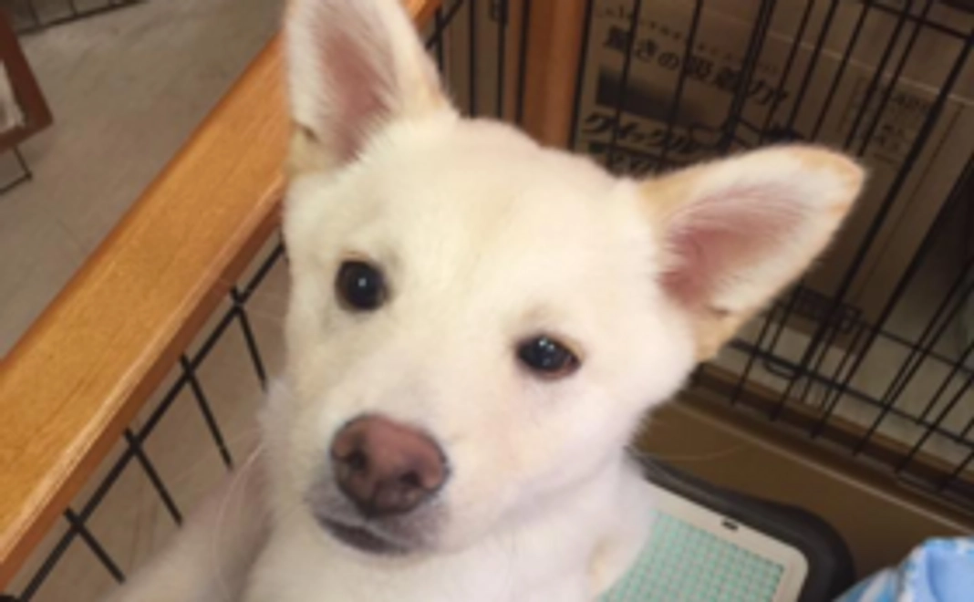 【選べるコース】(広島)わんちゃん美容20%オフ利用チケット/ (東京)東京支部 ワンドリンクチケット