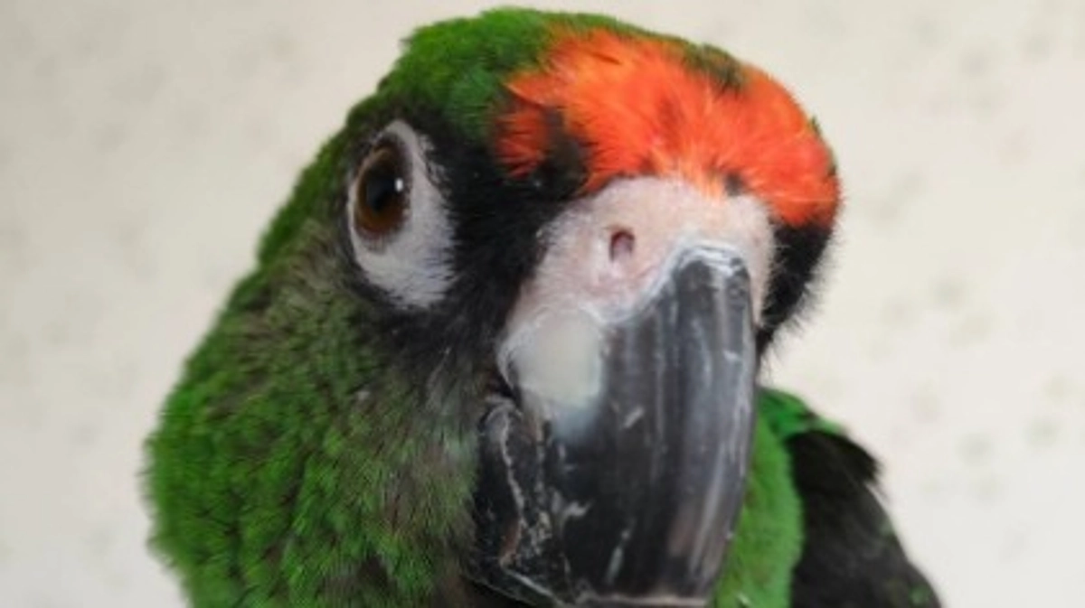 【施設と里親様を待つ鳥さん紹介　その7】