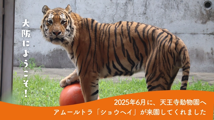 アムールトラ「ショウヘイ」に、みんなでつくるおもちゃ箱をプレゼント 2枚目