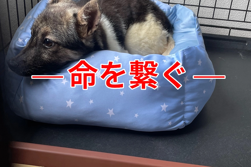 第二回クラウドファンディング！