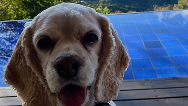 アメリカンコッカスパニエル　ロレンツア　リンパ腫癌　治療費ヘルプ！ のトップ画像