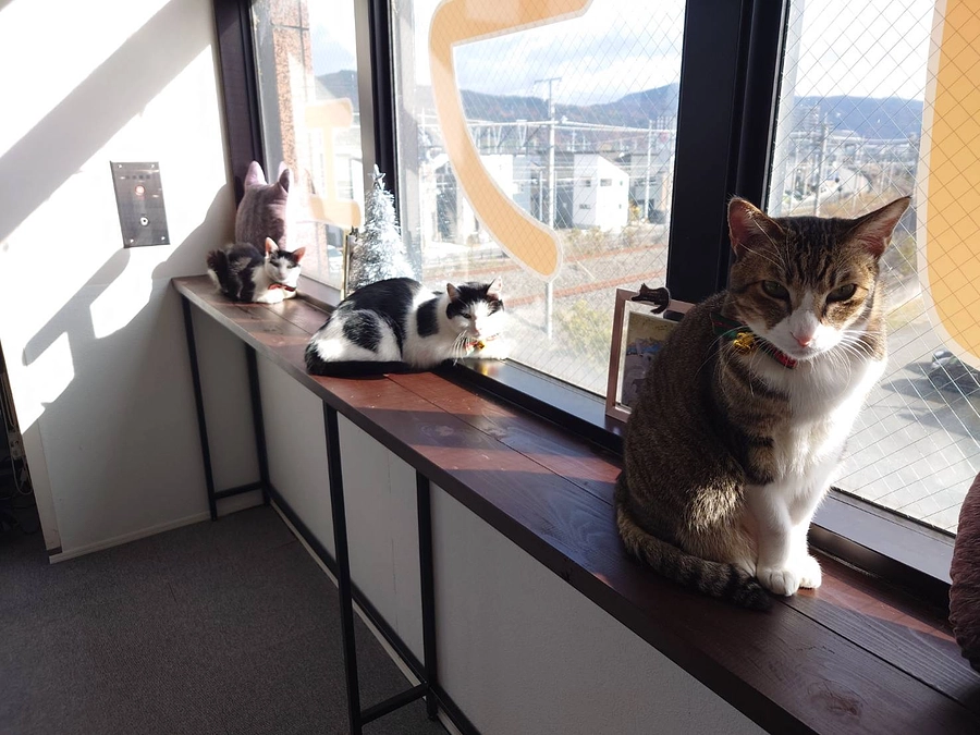 もう少しで達成率50%