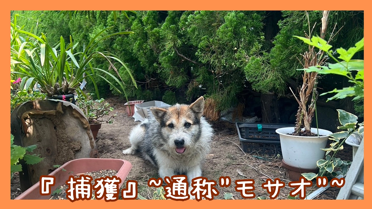 『捕獲』~通称"モサオ"~