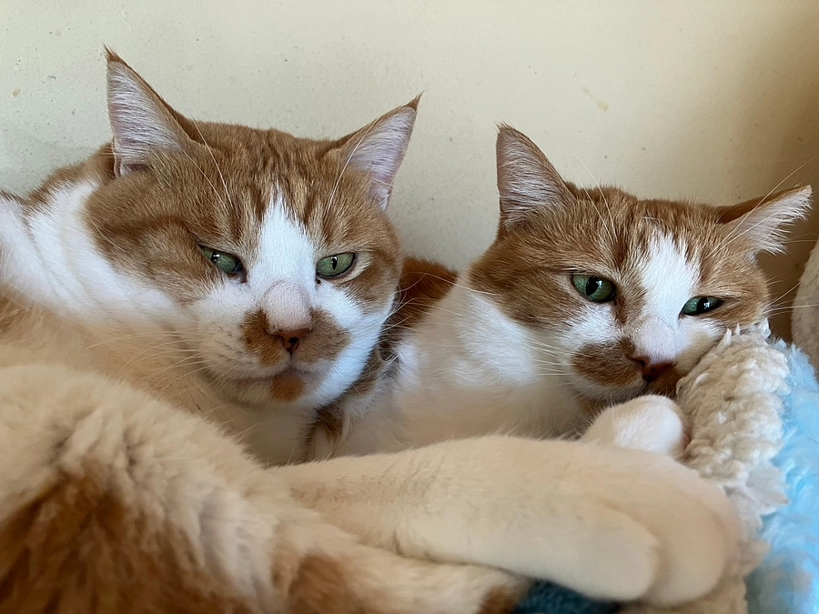 　【あと13日！800万円まであと124万円】2週間を切りました。今の正直な気持ち