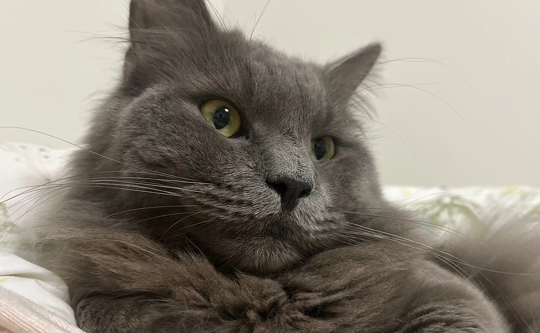 なつめからの感謝（500円）