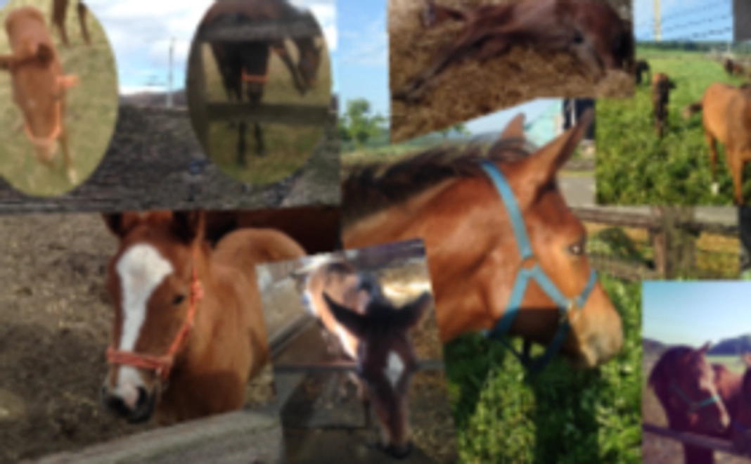 Umaar'sを応援してください！