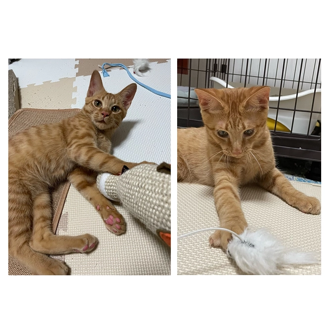 最近のめいちゃん①