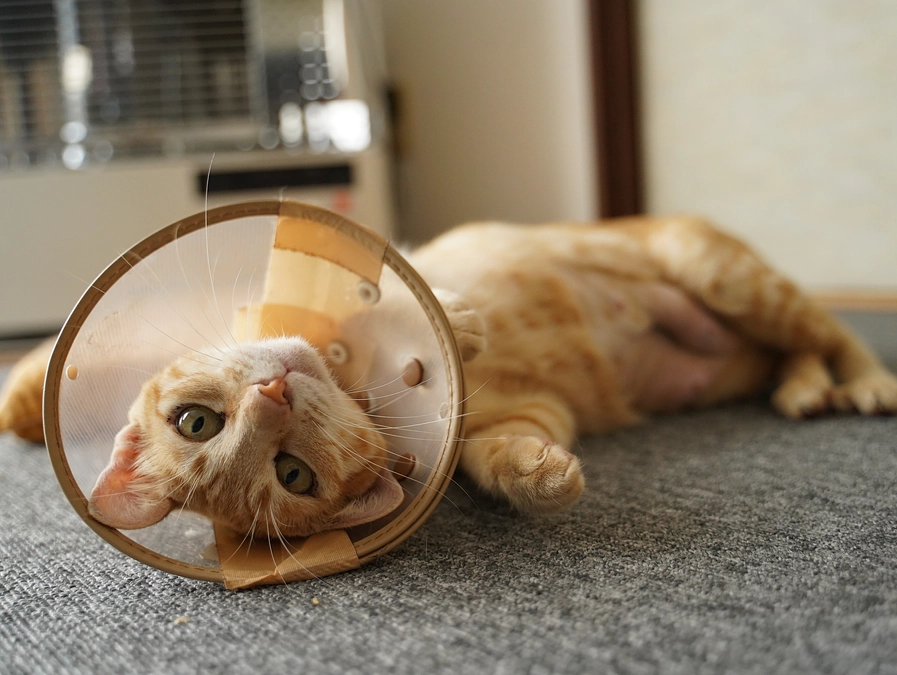 チャビの避妊手術が無事終わりました！