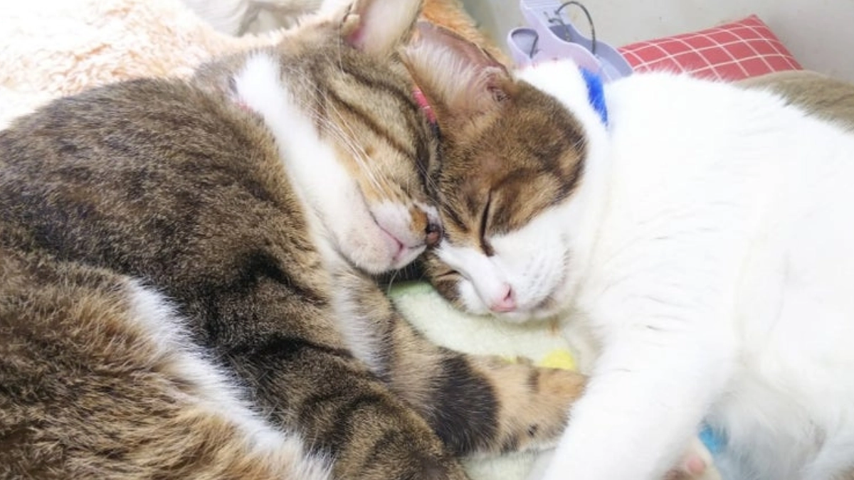 療養部屋の子たちと、第二目標ファーストステップについて