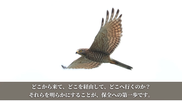 【第三弾】絶滅危惧種サシバの保全を皆の手で。渡りの全容解明への挑戦 3枚目