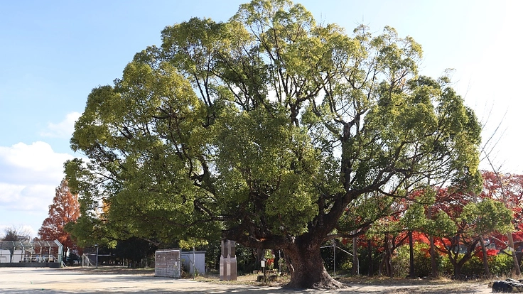 附属岡崎小のシンボル　くすのき復活プロジェクト