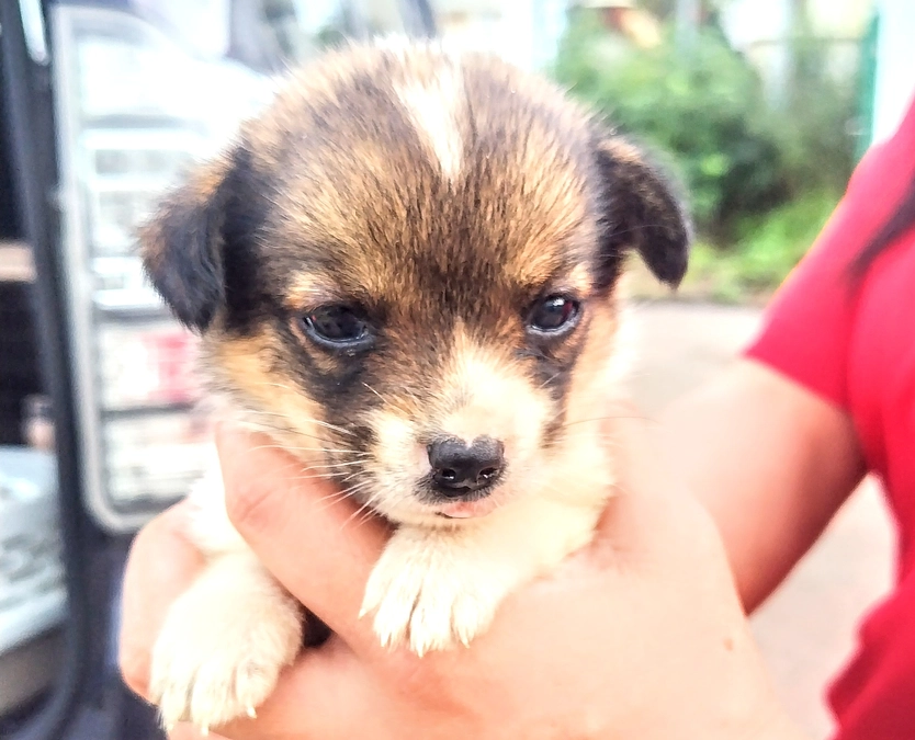 譲渡に向け子犬7匹を預かって頂きました！