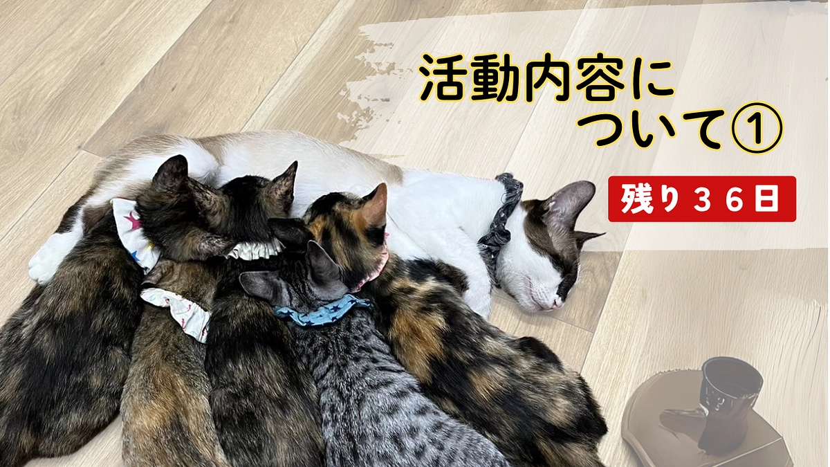 🌸Cherish初！妊婦猫の出産をしました🌸 