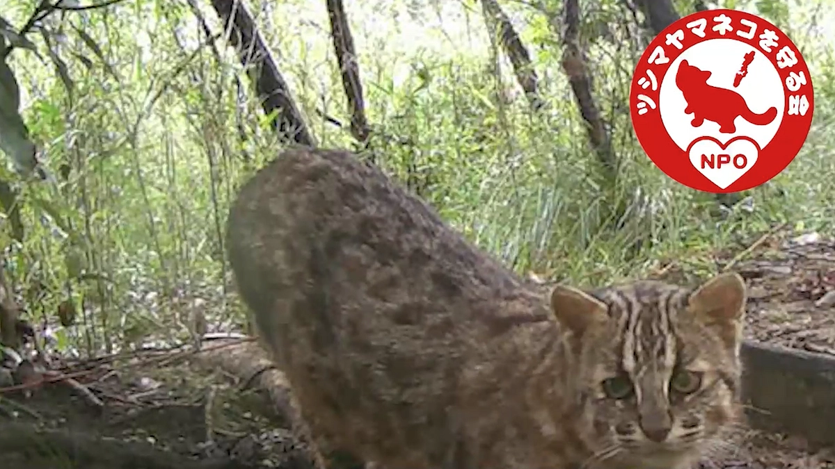 保護区のヤマネコ