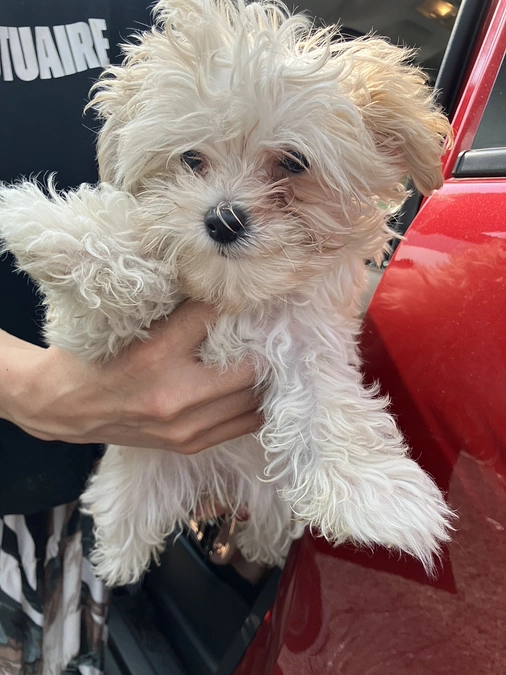 【8/28までに400万！】緊急レスキュー６匹来たッッ！