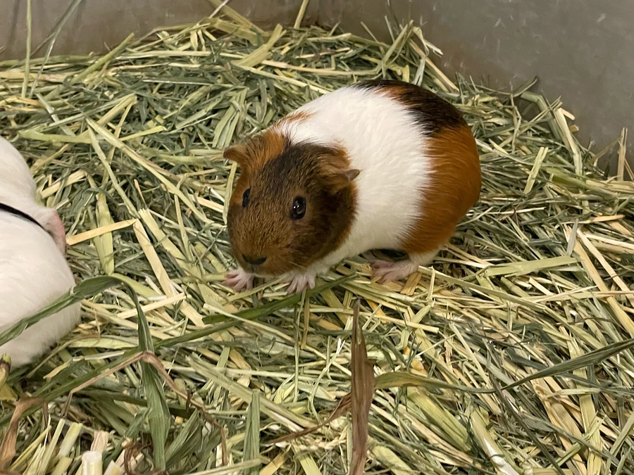 草は草でも、干した草？