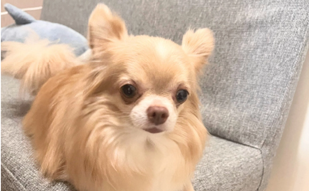 くうちゃんの支援1000