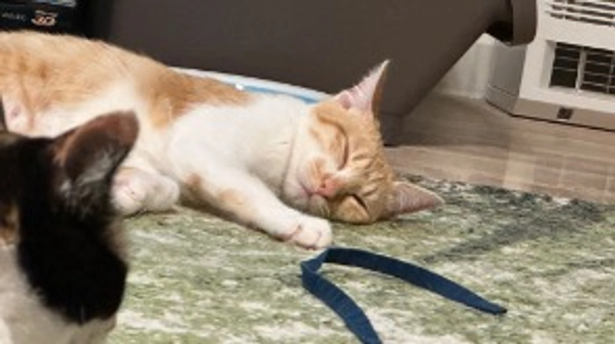 投薬52日目（プロジェクト開始12日目）