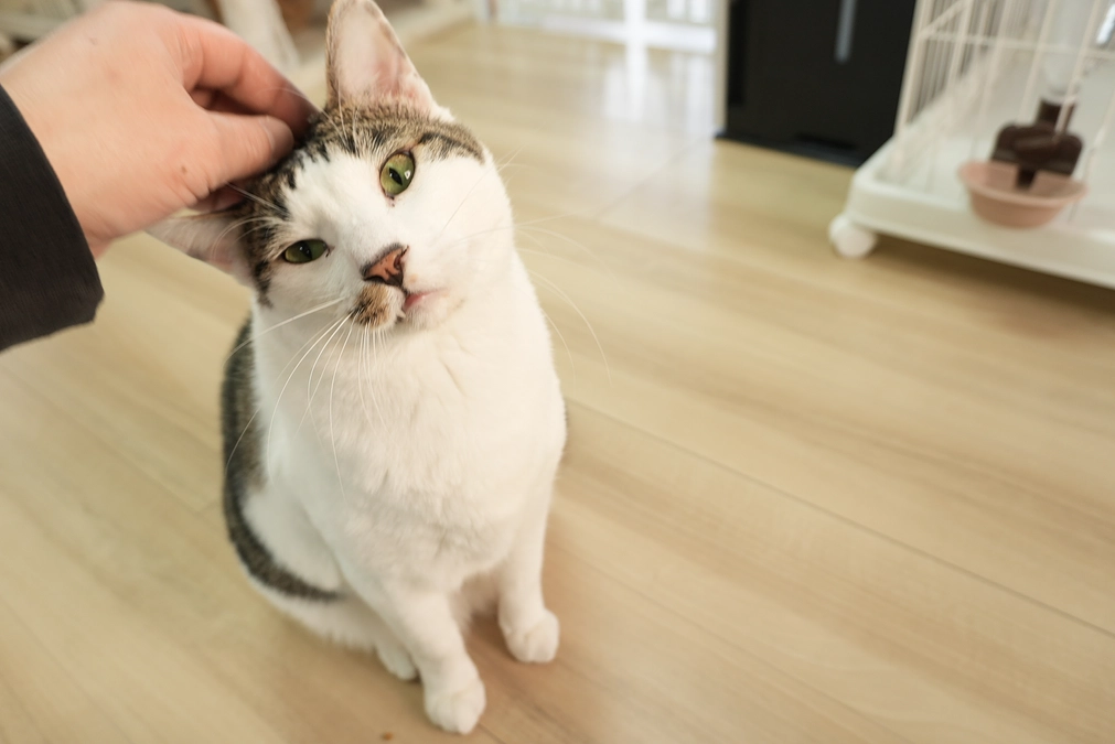 こちらの活動報告がなかなかできず・・・・・・