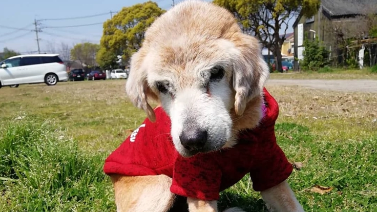 老犬や病気の子に家庭の温もりを! 最期まで生きられるお家を!
