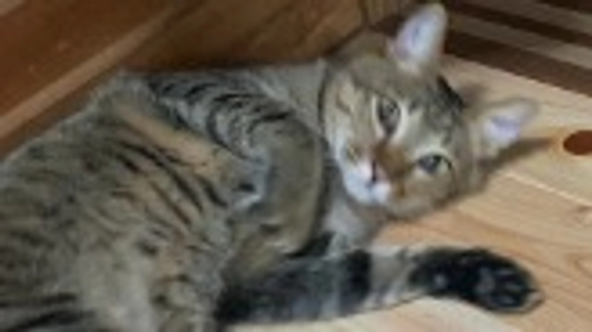 床下探検から無事生還したキリシマ軍曹