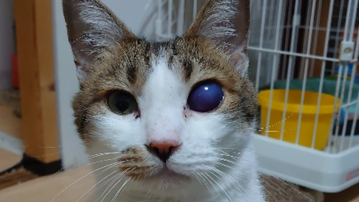 保護猫ぶちくんに目の手術をうけさせてあげたい