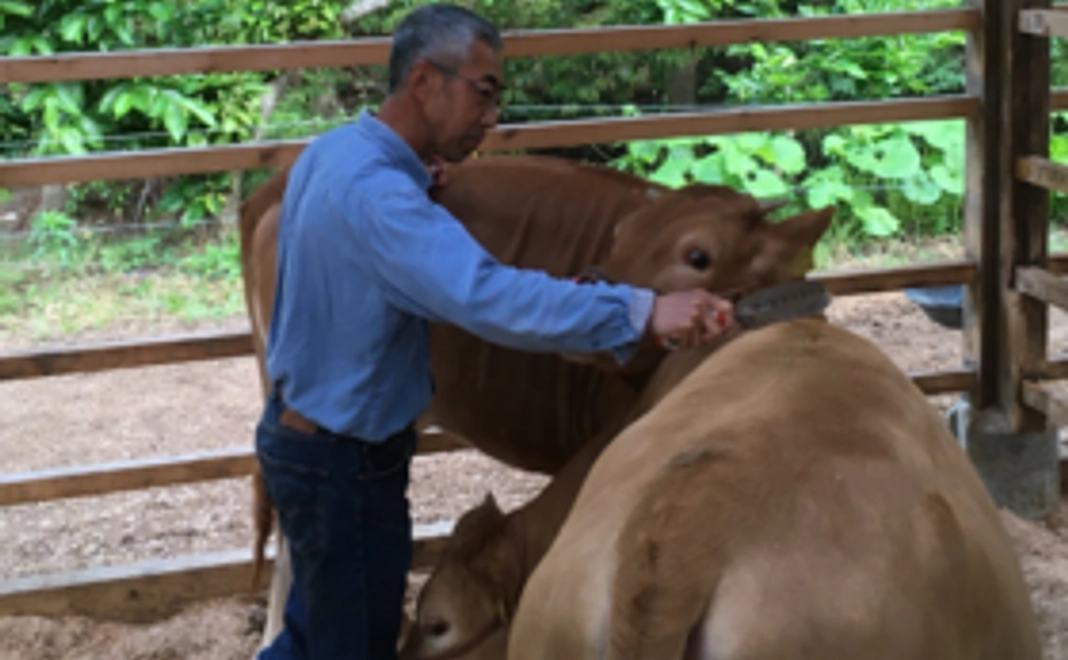 牛舎で牛と触れ合い体験コース