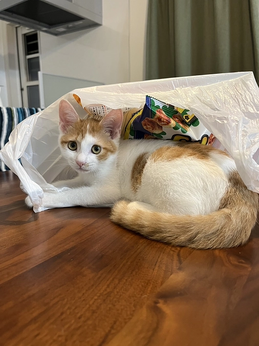 残り４日となりました