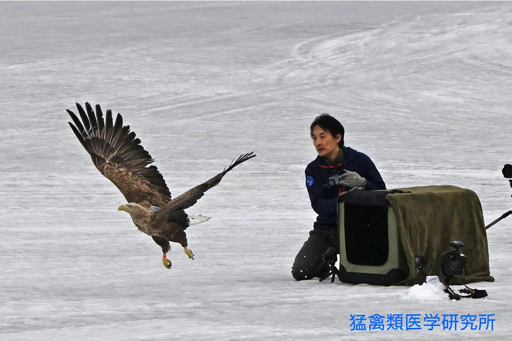 オジロワシの放鳥がHTBニュースでも紹介されました