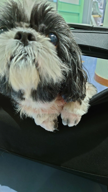 残12日。緊急検査をしてきました。