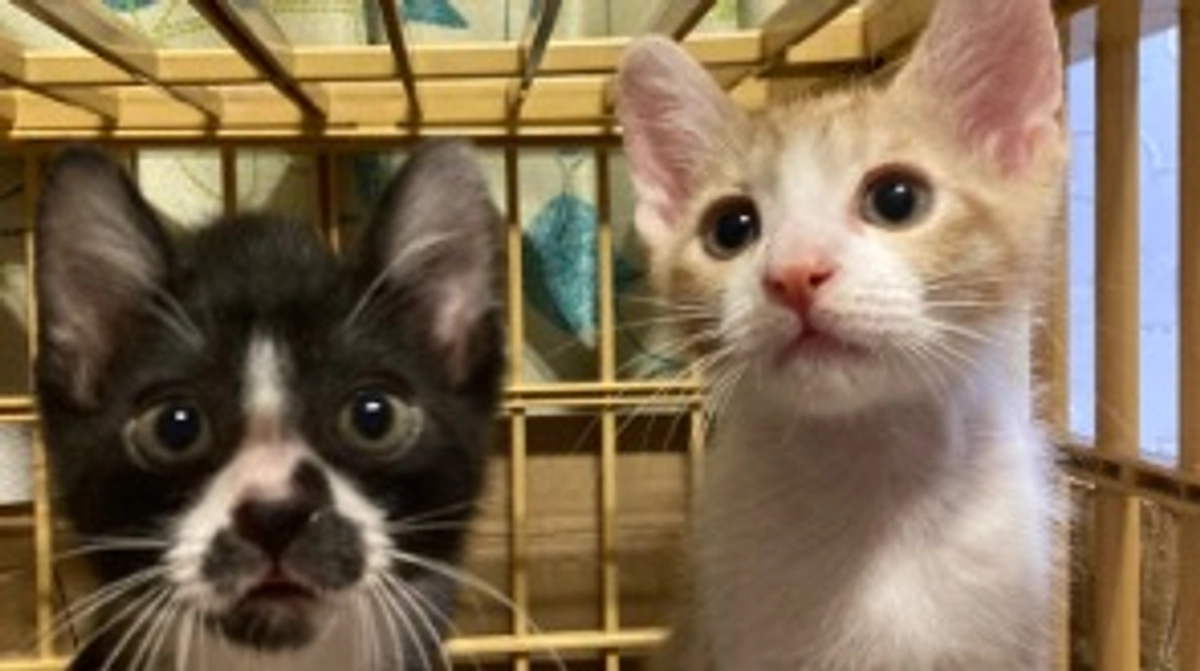 肺炎・漏斗胸について