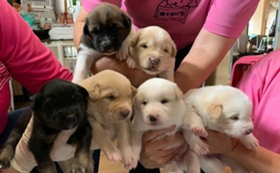 MikiJapanサポーター30000円コース