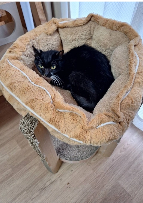 くつしたちゃんの“今”を大切に〜末期腎不全の猫と歩む、やさしい時間〜