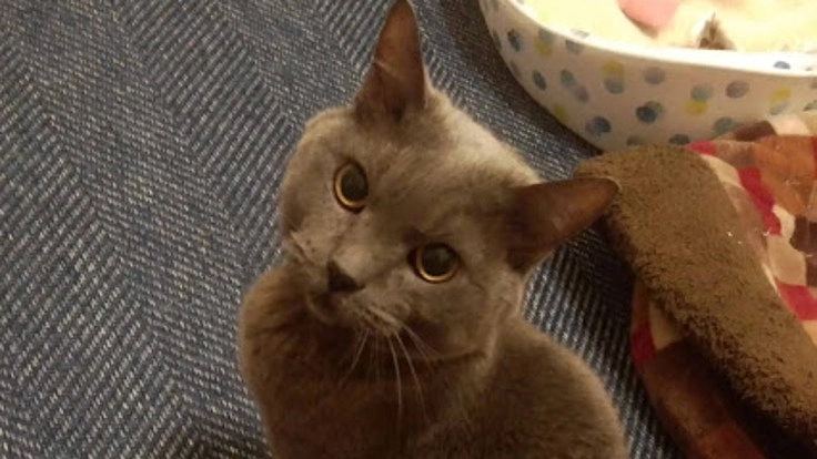 野良猫ﾁｬﾄの命をつなげたい！