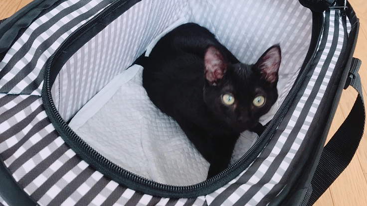 保護猫カフェを作りたい