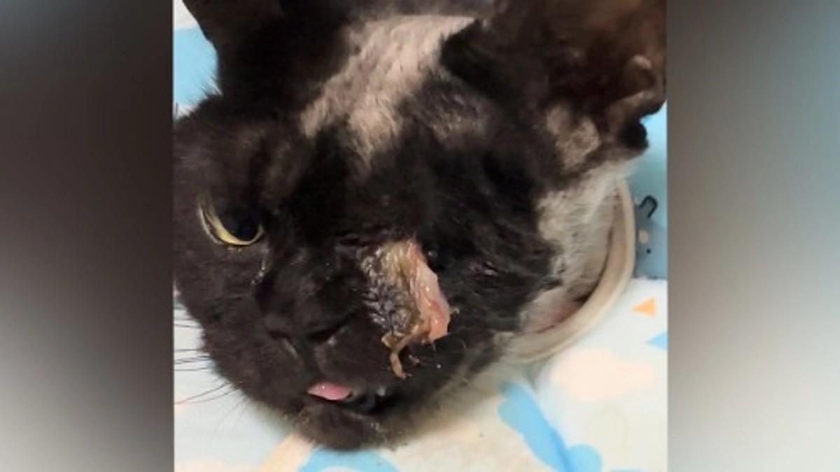 犬歯が抜けてしまいました。