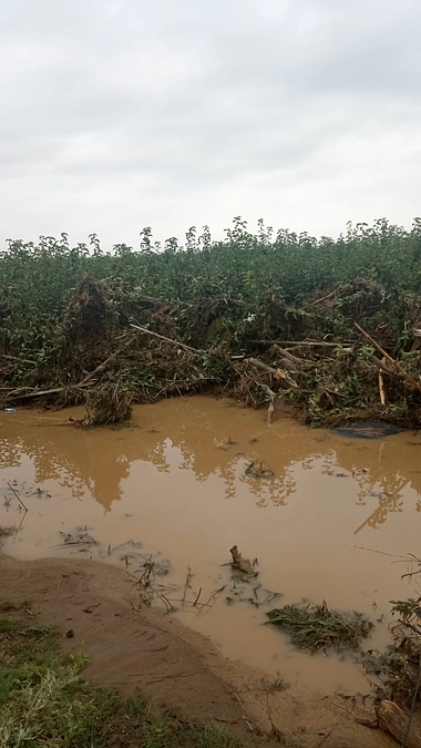 昨年7/25の降水翌日