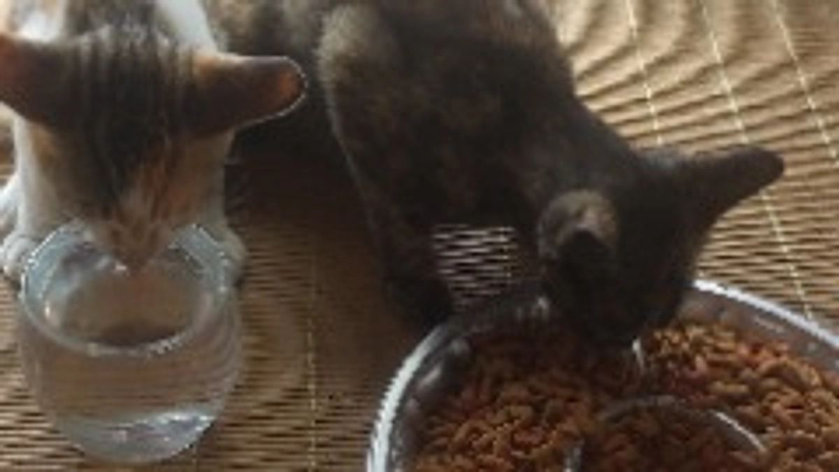 昼間は母猫について行き外にいます。