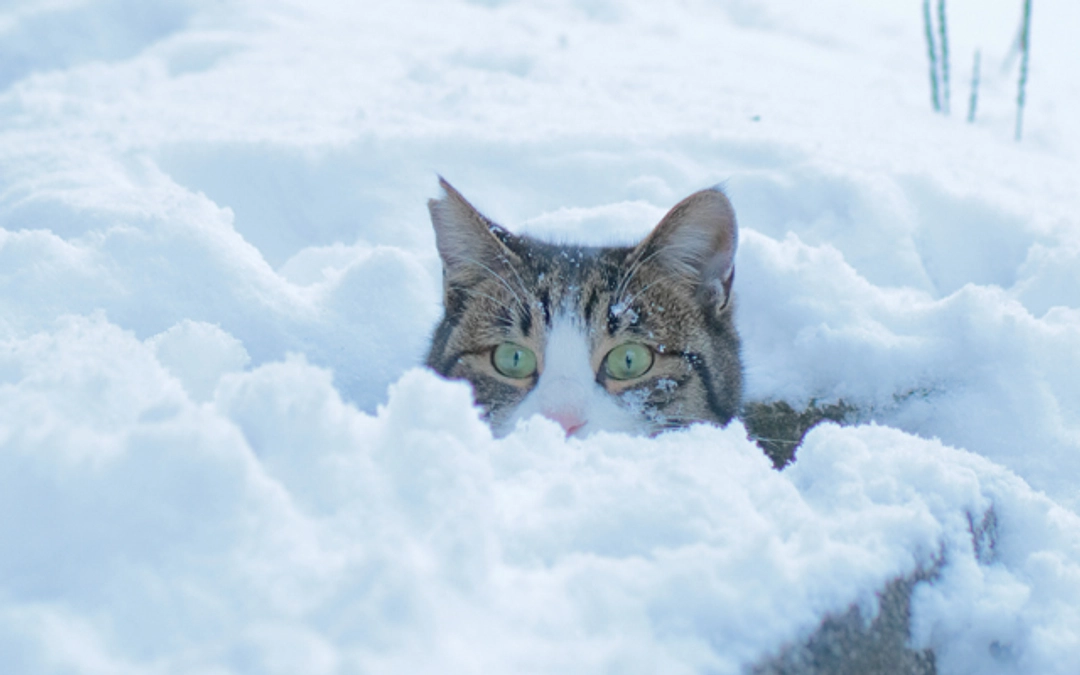 1月さくらねこ無料不妊手術実施予定数