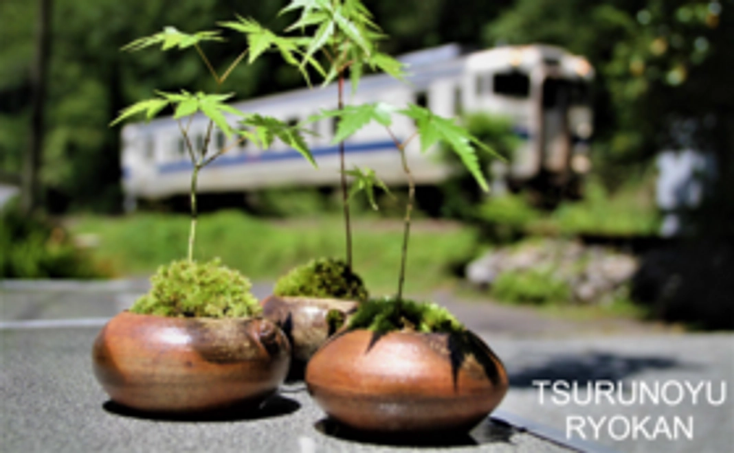 【おすすめ】鶴之湯旅館をミニ苔盆栽で見守るコース