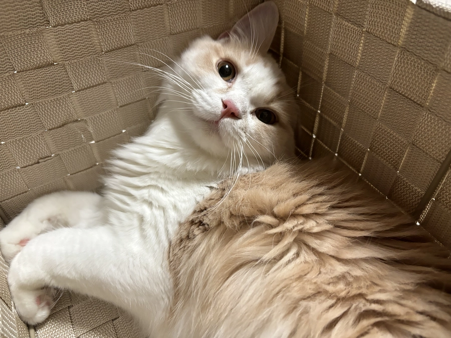 お久しぶりの報告となりすみません。