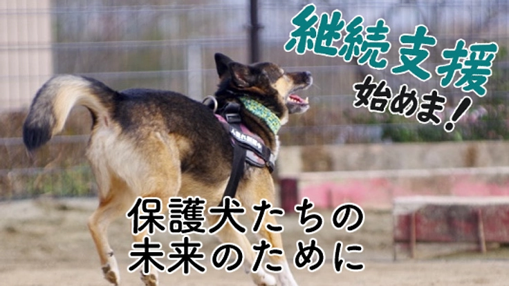セカンドピースサポーター募集中 / 保護犬のための継続応援