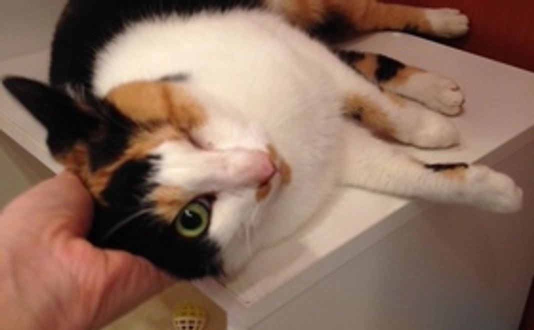 モモの写真付きサンクスメール&ポストカード