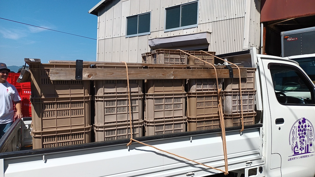 シン・山梨大学ワイン2025甲州に向けて