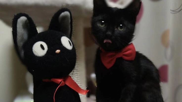 猫伝染性腹膜炎