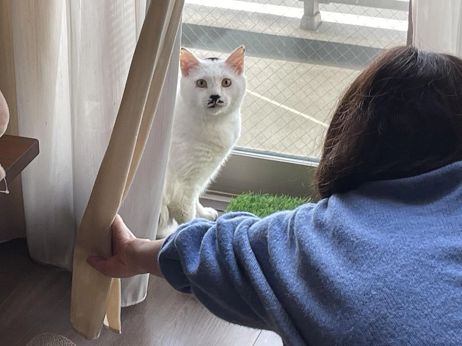 能登半島地震、被災猫・第１便「ノト」ちゃんが「終生のお家」に迎えられました！