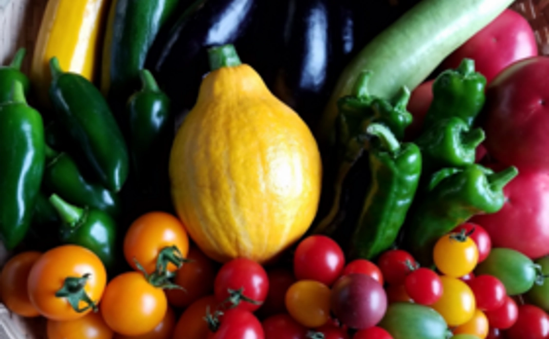 辻岡農園 旬の野菜セット