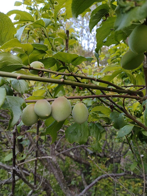 梅の収穫　～その１　収穫まであと一か月！～