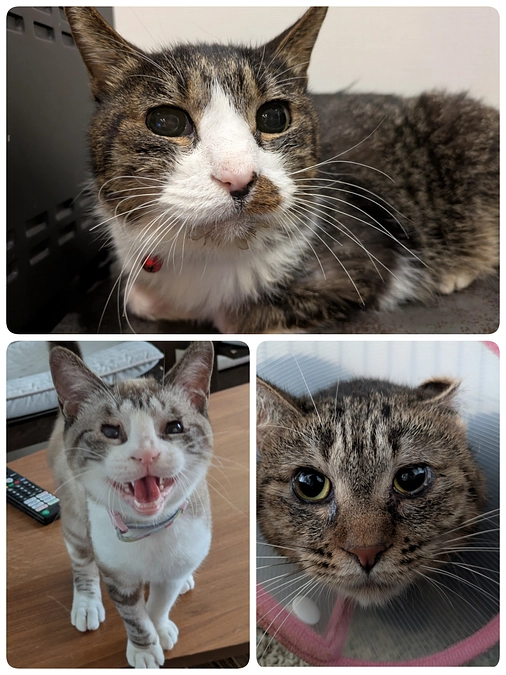 3匹の医療について