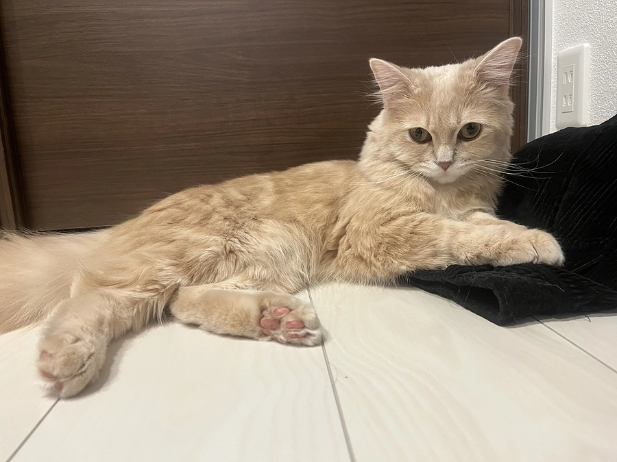 投薬終了予定日まであと11日